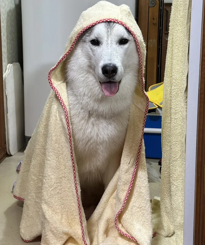 お風呂ですっきり♪ ▶（次画像からは ゴールデンレトリーバー、アヒル、人間の愛情ストーリー『エースくんとヨバンさん 犬とアヒルの友情物語』が読めます）