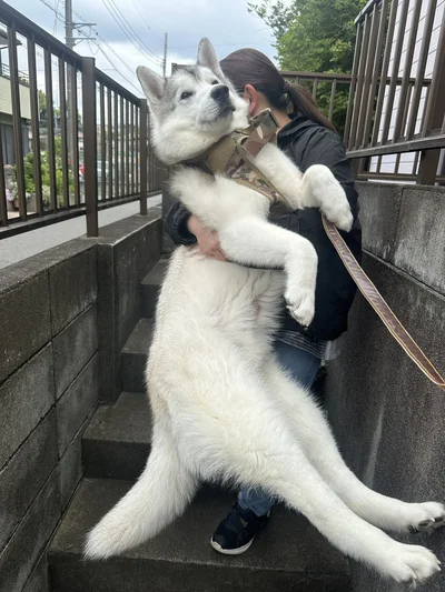 家の前の階段は常に運んでもらうスタイルの虎太郎くん▶実は甘えん坊ではありません（⇒次へ）