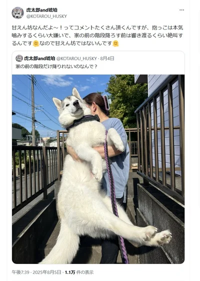 階段が降りれないのに抱っこが大嫌いな虎太郎くん▶子犬みたいに可愛い虎太郎くん（⇒次へ）