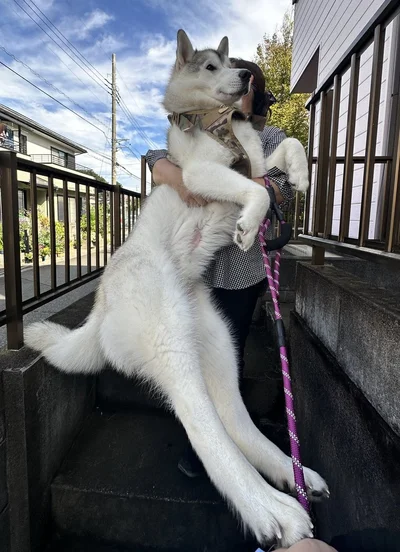 飼い主様からすると可愛い子犬にしか見えないのだそう▶やっぱり降りられない…（⇒次へ）