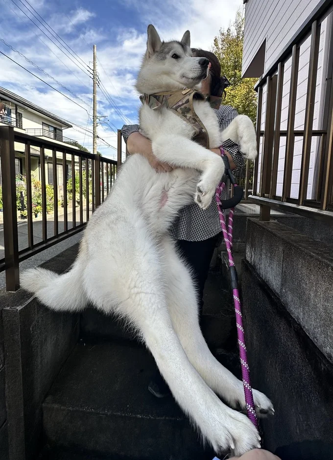 飼い主様からすると可愛い子犬にしか見えないのだそう▶やっぱり降りられない…（⇒次へ）