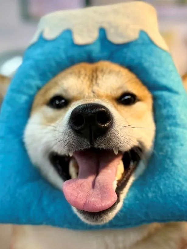 被り物は嫌いじゃない♪▶顔出しパネルを見つけたら必ず写真を撮るちびこちゃん一家（⇒次へ）