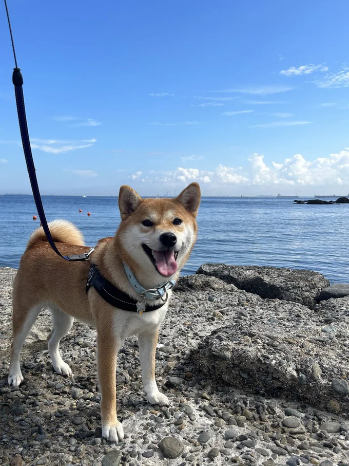 今日は海でいい笑顔！▶呼んでも出てこない！？（⇒次へ）