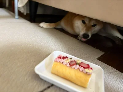 お誕生日のケーキあげるから出ておいで～！▶ケーキにつられるちびこちゃん（⇒次へ）