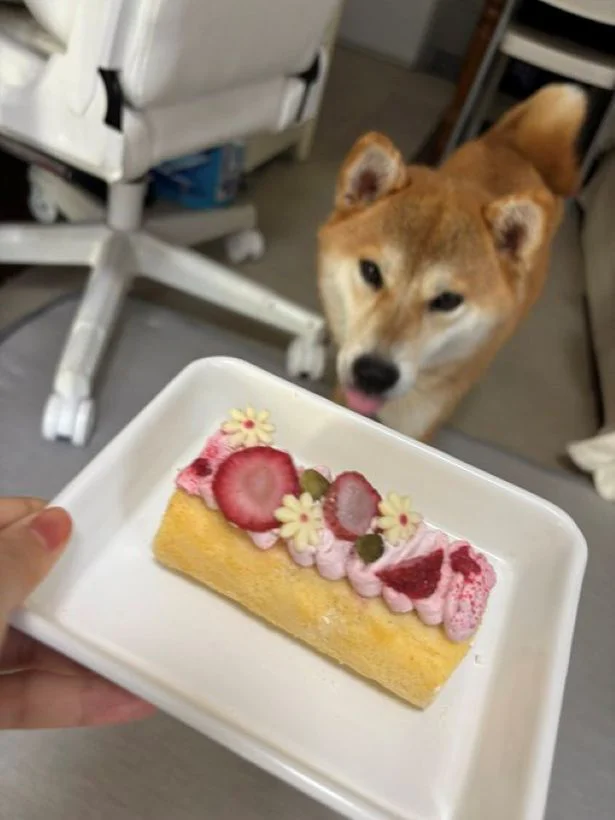 全部私が食べていいんですか！？▶ちびこちゃんの熱烈な「おかえりの儀」（⇒次へ）