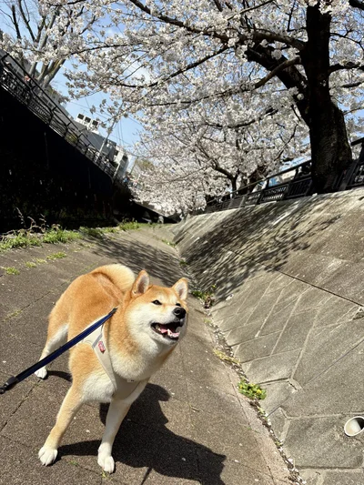 春のお散歩は楽しい♪▶次画像からは犬の「あるある」「かわいい」「面白い」が全て詰まった『しばんばん２』が読めます