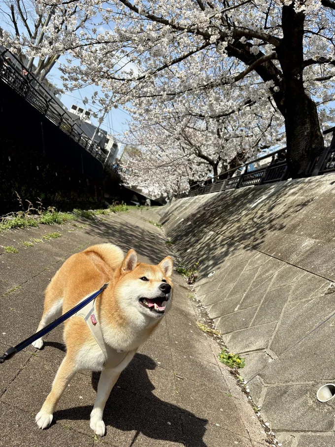 春のお散歩は楽しい♪▶次画像からは犬の「あるある」「かわいい」「面白い」が全て詰まった『しばんばん２』が読めます