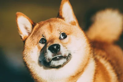 笑っていない「無」の柴犬