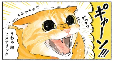 ブチギレ先住猫