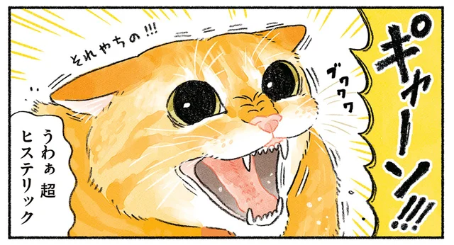 「キャットタワーは私の!!」新米猫にスペースを取られた先住猫がブチギレ！