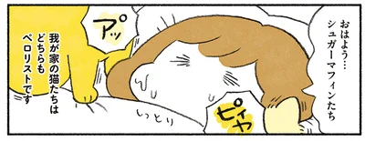 ペロリストな猫たち