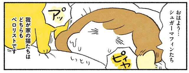 我が家の愛猫は2匹ともペロリスト。舐め方も違えばアプローチも違う？／茶トラのやっちゃんとちーちゃん（15）