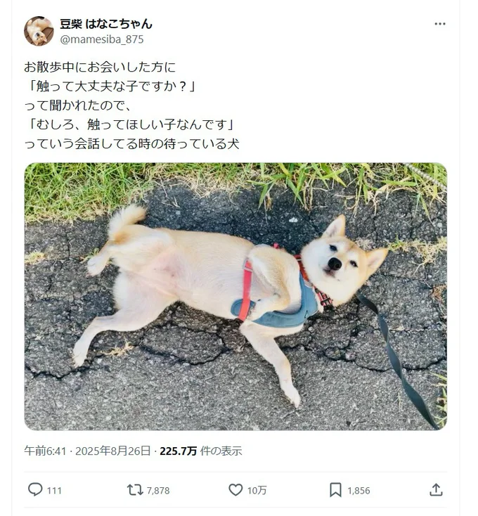撫でられ待ちのはなこちゃん▶触って大丈夫…？（⇒次へ）