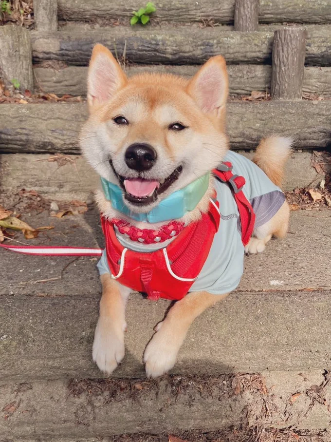 お外を楽しむはなこちゃん▶苦手な病院でも…(⇒次へ)
