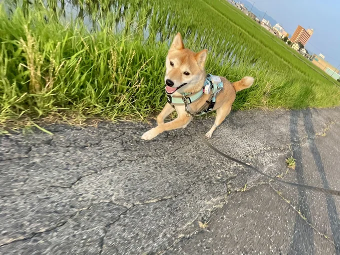 走るときは走るはなこちゃん▶お友達に会うとかならず（⇒次へ）