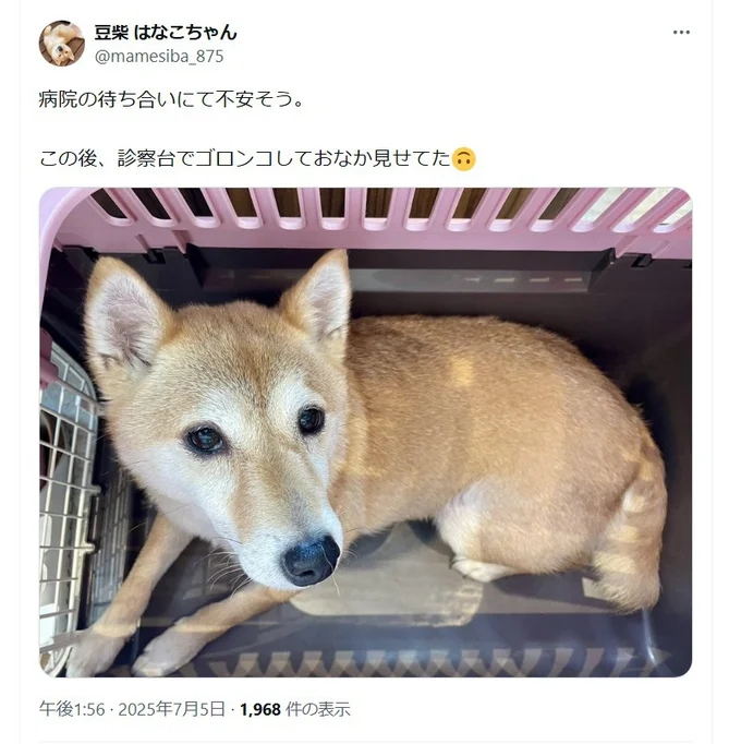 病院でもおなかを見せてくれるはなこちゃん▶そこに挟まるの…?(⇒次へ)