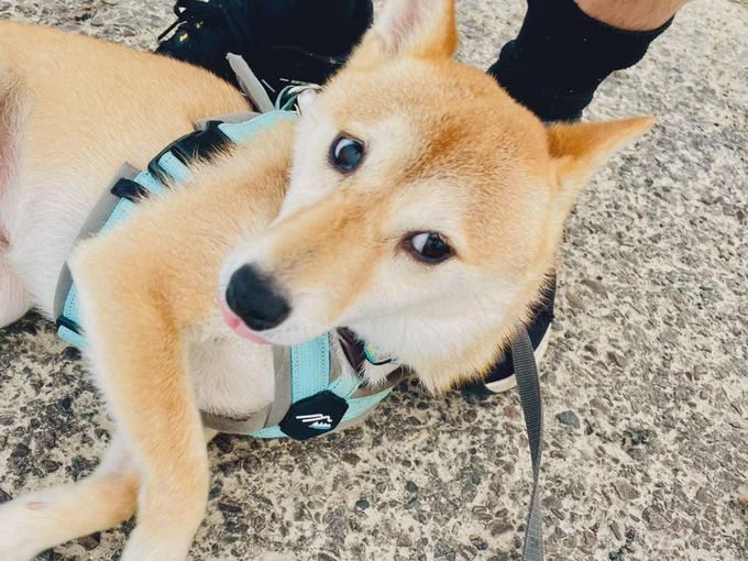 おともだち飼い主さんの靴に乗り上げて、撫でてもらおうと必死な様子▶今日も一日元気に（⇒次へ）