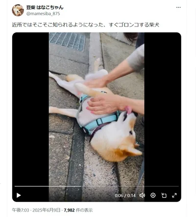 近所で有名なはなこちゃん▶満足満足（⇒次へ）