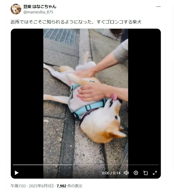 近所で有名なはなこちゃん▶満足満足（⇒次へ）
