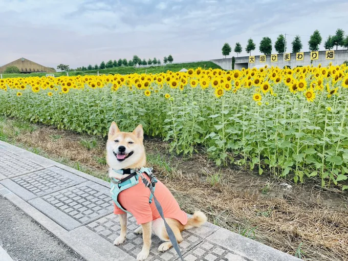 ひまわりとはなこちゃん▶散歩より大好きな…（⇒次へ）