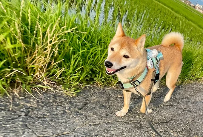 気分屋だけどかわいがってくれそうな人は大好き!な柴犬のはなこちゃん