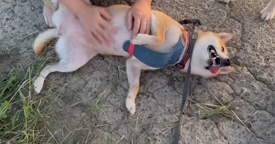 お友達とその飼い主さんに会ったはなこちゃん▶ワシャワシャ（⇒次へ）
