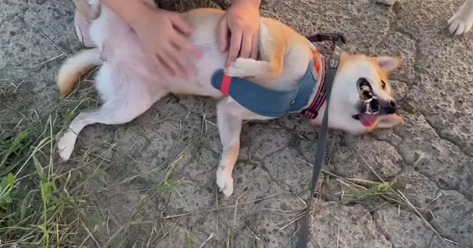 お友達とその飼い主さんに会ったはなこちゃん▶ワシャワシャ（⇒次へ）