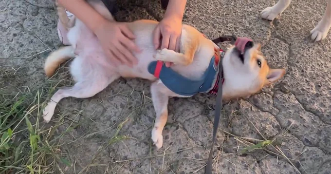 気持ちよさそうなはなこちゃん▶目が合って…（⇒次へ）