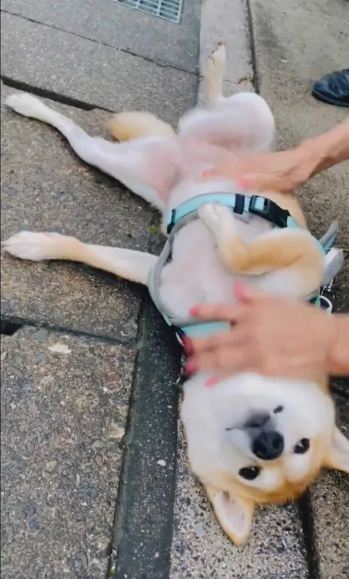 至福のひと時…！▶（次画像からSNSにアップする度、大バズりの柴犬ぽんちゃんを描いたマンガ『柴犬ぽんちゃん、今日もわが道を行く』が読めます）