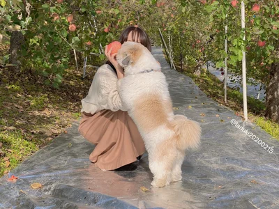 人懐っこいたぬきちちゃん▶飼い主さんととっても仲良し！（⇒次へ）