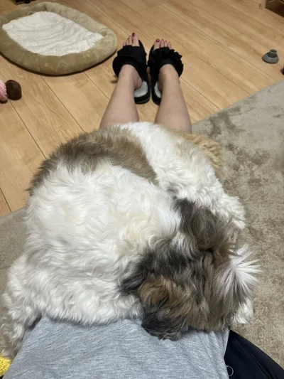 飼い主様の上から動く気がないたぬきちちゃん▶ケーキの向こうから見ているのは…（⇒次へ）
