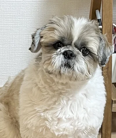 ごはんまだかなっ▶ショックなお顔になっちゃった（⇒次へ）
