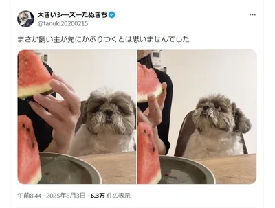 自分より先に食べるの？▶おいしそうなスイカ！（⇒次へ）