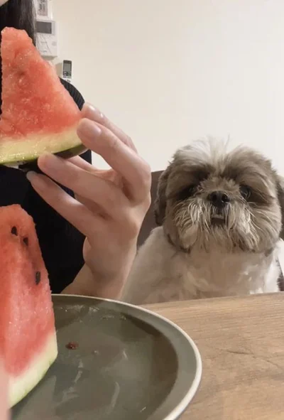 食べたそうにしているたぬきちちゃん▶飼い主さんが食べ始めると…（⇒次へ）