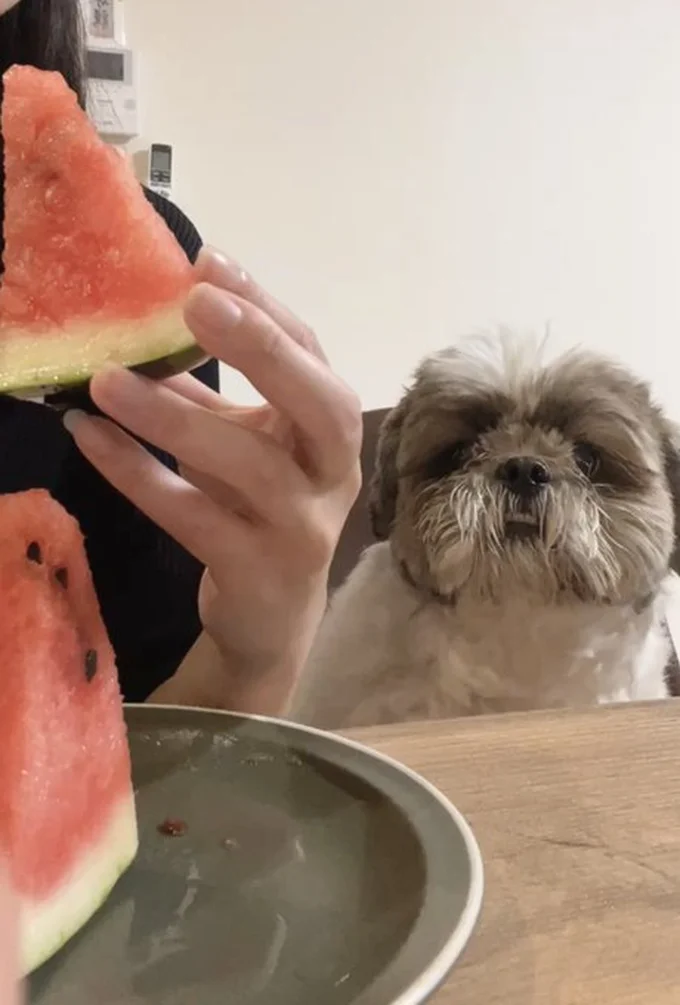 食べたそうにしているたぬきちちゃん▶飼い主さんが食べ始めると…（⇒次へ）