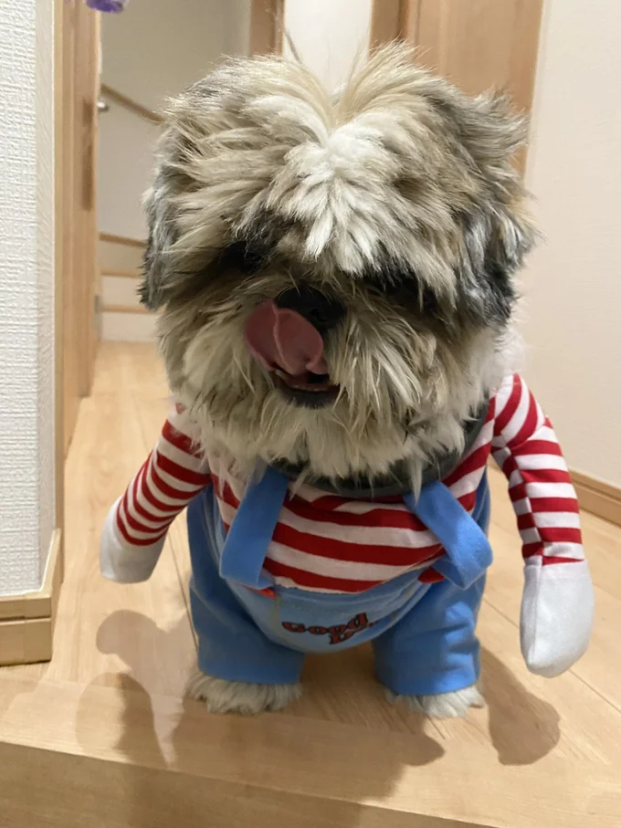 チャッキーのお洋服がとっても似合うたぬきちちゃん▶お外へおでかけ（⇒次へ）