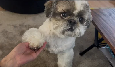 飼い主以外にお手をするときは飼い主を見ちゃうたぬきちちゃん▶おいしそうなものを目の前にすると…（⇒次へ）