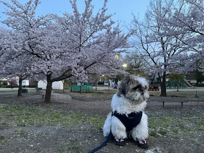 桜とたぬきちちゃん▶「犬の呼吸！」（⇒次へ）