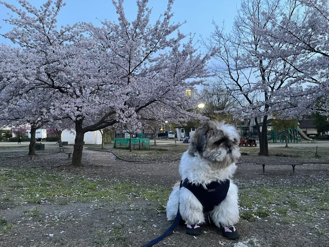 桜とたぬきちちゃん▶「犬の呼吸！」（⇒次へ）