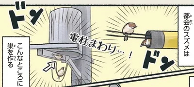 都会のスズメ