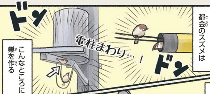 都会のスズメ