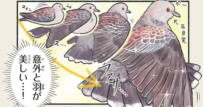 人のすぐそばで堂々と日光浴！よく見ると意外と羽が美しいキジバト／意外と知らない鳥の生活（3）