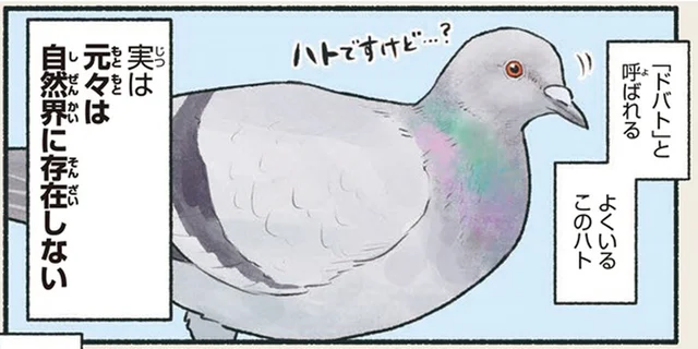 世界中で見られるドバトは、元々は自然界に存在していなかった！？