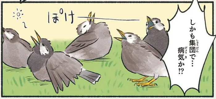 日差しが注ぐ草地でムクドリの集団がぼーっとしているけど大丈夫？／意外と知らない鳥の生活（7）