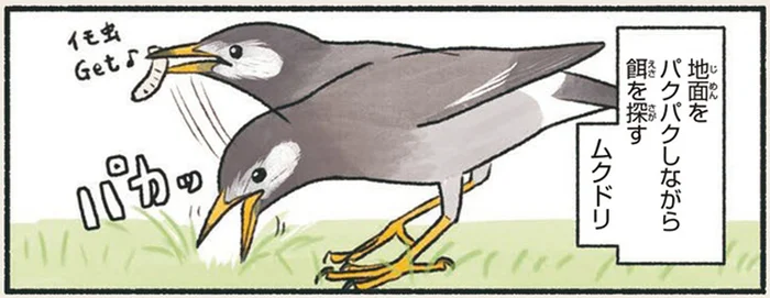 地面をパクパクしながら餌を探すムクドリ。秘密はくちばしにあり！／意外と知らない鳥の生活（8）