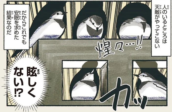 眩しくないの！？　煌々と灯りがともる駅前にハクセキレイが集まる理由／意外と知らない鳥の生活（10）