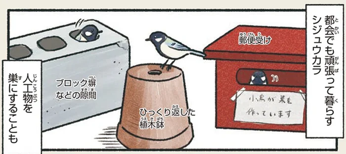 郵便受けやブロック塀の隙間が！？都会のシジュウカラの多彩なすまい／意外と知らない鳥の生活（11）