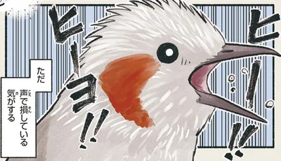 ヒー！！ヒーヨ！！