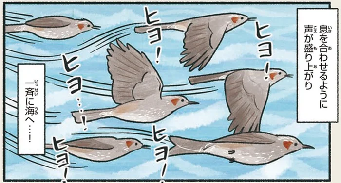 実は渡り鳥のヒヨドリ。息を合わせるように一斉に海へ出たと思ったら？／意外と知らない鳥の生活（13）
