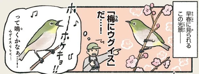 ウグイス色なのにウグイスじゃない！？間違えられがちなメジロ